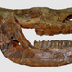 Illustration for article titled Where did the giant mammals of the ice age come from?